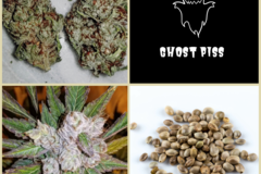 Enchères: Auction - Updated Ghost Piss Collection - 11 Packs - 126 Seeds