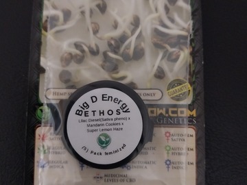 Sell: Big D Energy, 5 (F) seeds by Ethos