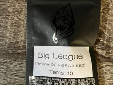 Sell: Square One Genetics- Big League