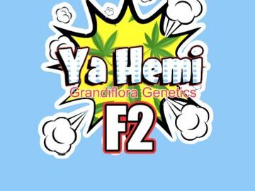 Subastas: Ya Hemi F2 - 6 seeds + Freebie Auction