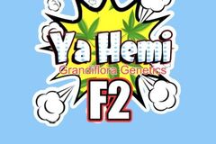 Auction: Ya Hemi F2 - 6 seeds + Freebie Auction