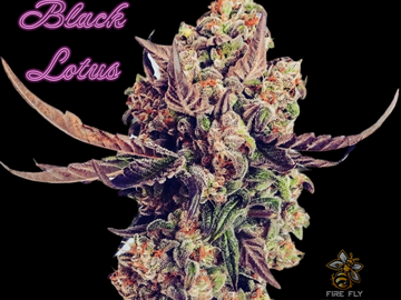 Vente: Black Lotus