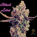 Sell: Black Lotus