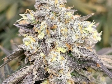 Vente: Clearwater Genetics – Jelly Delicious