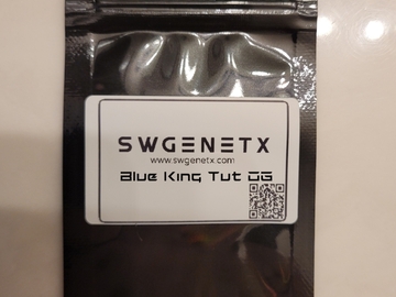 Sell: SALE - Blue King Tut OG - 12 Regs
