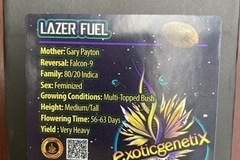 Vente: Lazer Fuel from Exotic Genetix