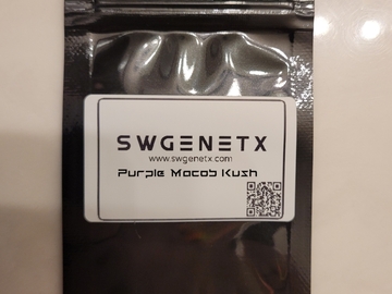 Sell: SALE - Purple Macob Kush