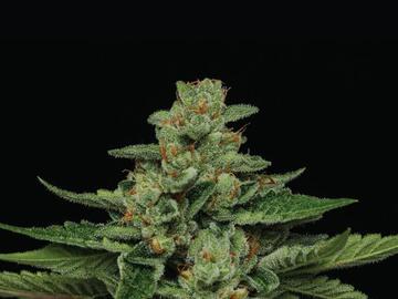 Vente: FORTUNE COOKIE Seeds -FEM HSC (12pk +2 FREEBIES + SHIPPING!)