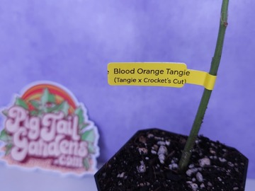 Vente: Blood Orange Tangie (Tangie x Crockett's Cut | +1 Free ??? Clone)