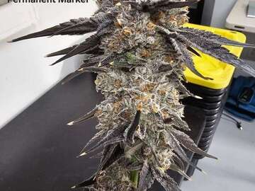 Vente: Permanent Marker (Seed Junky | +1 Free Mystery Clone)