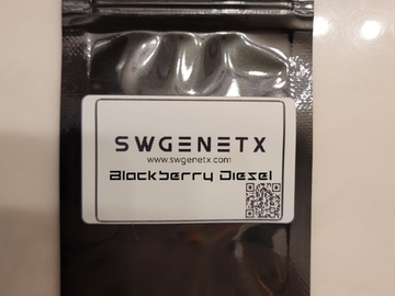 Sell: Blackberry Diesel (Sour Diesel/Old Time Moonshine x Blackberry)