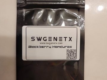 Vente: SALE - Blackberry Honduras - Buy 2 packs get a 3rd free!