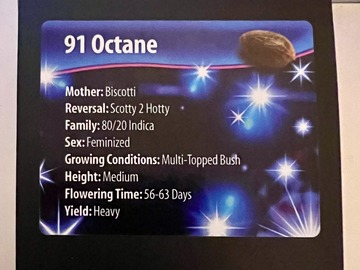 Vente: 91 Octane (Biscotti x Scotty 2 Hotty) by Exotic Genetix