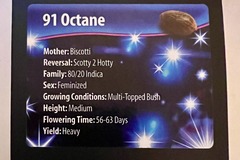 Sell: 91 Octane (Biscotti x Scotty 2 Hotty) by Exotic Genetix