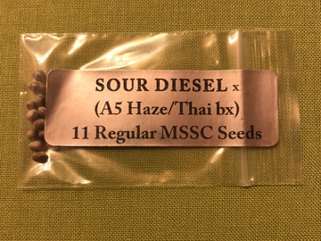 Vente: Sour Diesel x A5 Haze/Thai