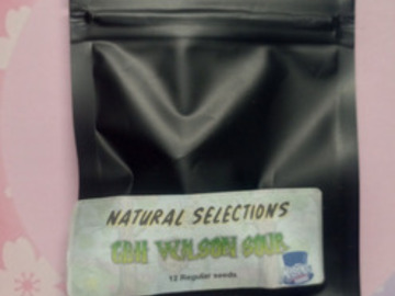 Sell: Cuban Black Haze Wilson Sour "NS" - Masonic