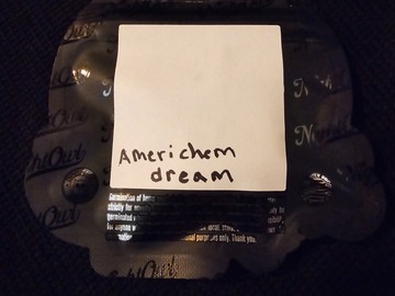 Vente: Night Owl Seeds Americhem Dream 5 pack