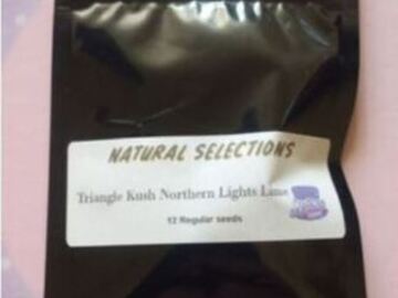 Vente: Triangle Kush Northern Lights Lime (NS) Masonic Seeds