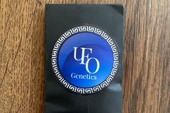 Vente: UFO Genetics - Blueberry Thai BX1