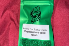Vente: Frozen Tropicana Cherry  - Robin Hood Seeds