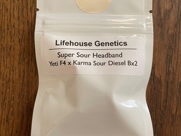 Venta: Lifehouse Genetics - Super Sour Headband