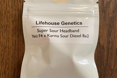 Vente: Lifehouse Genetics - Super Sour Headband