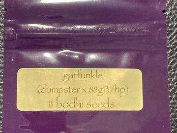 Garfunkle (Dumpster x 88G13HP) - Bodhi Seeds