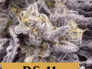 Rainbow Sherbert #11/ RS11/ 3 for $225 Mix and Match Sale