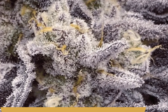 Vente: Rainbow Sherbert #11/ RS11/ 3 for $225 Mix and Match Sale