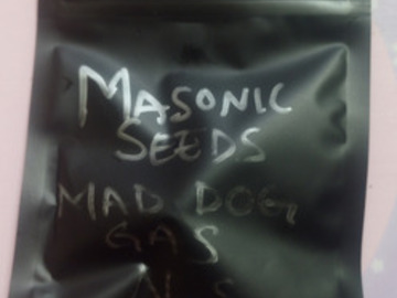 Venta: Mad Dog Gas  (Albert walker NS) Masonic Seeds