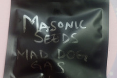 Sell: Mad Dog Gas  (Albert walker NS) Masonic Seeds