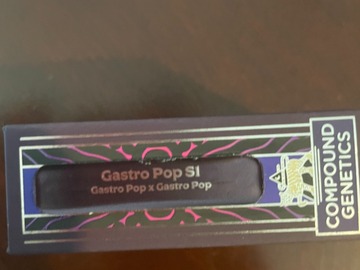 Gasto Pop x Gastro Pop Photoperiod Feminized (50pack)