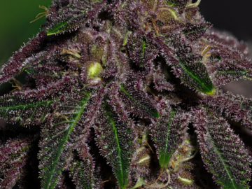 Venta: Queen of the South F3 (regular seeds)