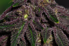 Venta: Queen of the South F3 (regular seeds)
