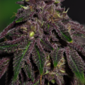 Sell: Queen of the South F3 (regular seeds)
