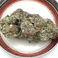 Vente: Old Family Purple - 28%   -  1 rooted clone
