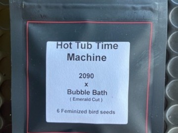 Subastas: (auction) Hot Tub Time Machine from LIT Farms
