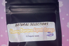 Enchères: *Auction* Honey Banana x Agent Orange "NS" Masonic Seeds