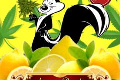 Enchères: Lemon Skunk (6 regular Seeds) Auction + Freebie