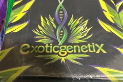 Venta: DJ Icey by Exotic Genetics