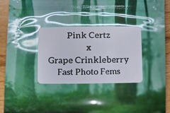 Sell: Pink Certz x Grape Crinkleberry - 10 Fast Photo Fem Seeds