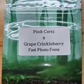 Vente: Pink Certz x Grape Crinkleberry - 10 Fast Photo Fem Seeds