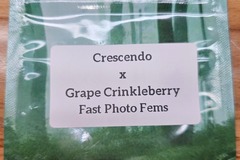 Sell: Crescendo x Grape Crinkleberry - 10 Fast Photo Fems