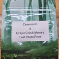 Venta: Crescendo x Grape Crinkleberry - 10 Fast Photo Fems