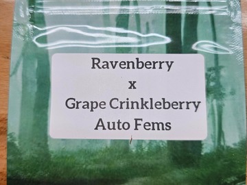 Vente: Ravenberry x Grape Crinkleberry - 10 Auto Fems