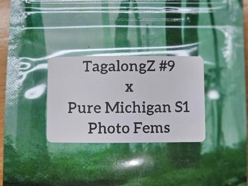 Venta: TagalongZ #9 x Pure Michigan - 10 Photo Fems