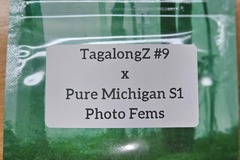 Venta: TagalongZ #9 x Pure Michigan - 10 Photo Fems