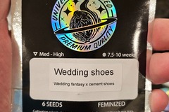 Vente: Wedding Shoes 6pk Fems by Universally Seeded