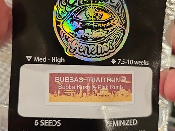 Sell: Bubbas Triad Runtz 6pk Fems by Universally Seeded