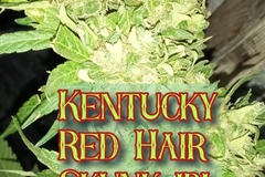 Vente: Kentucky Red Hair Skunk